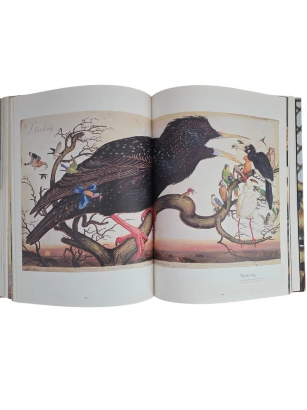 Walton Ford Pancha Tantra by Bill Buford 2009 Hardcover Art Monograph Book